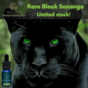 Black Sananga Rare Sananga Unique Sananga