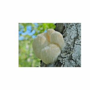 Lion's Mane