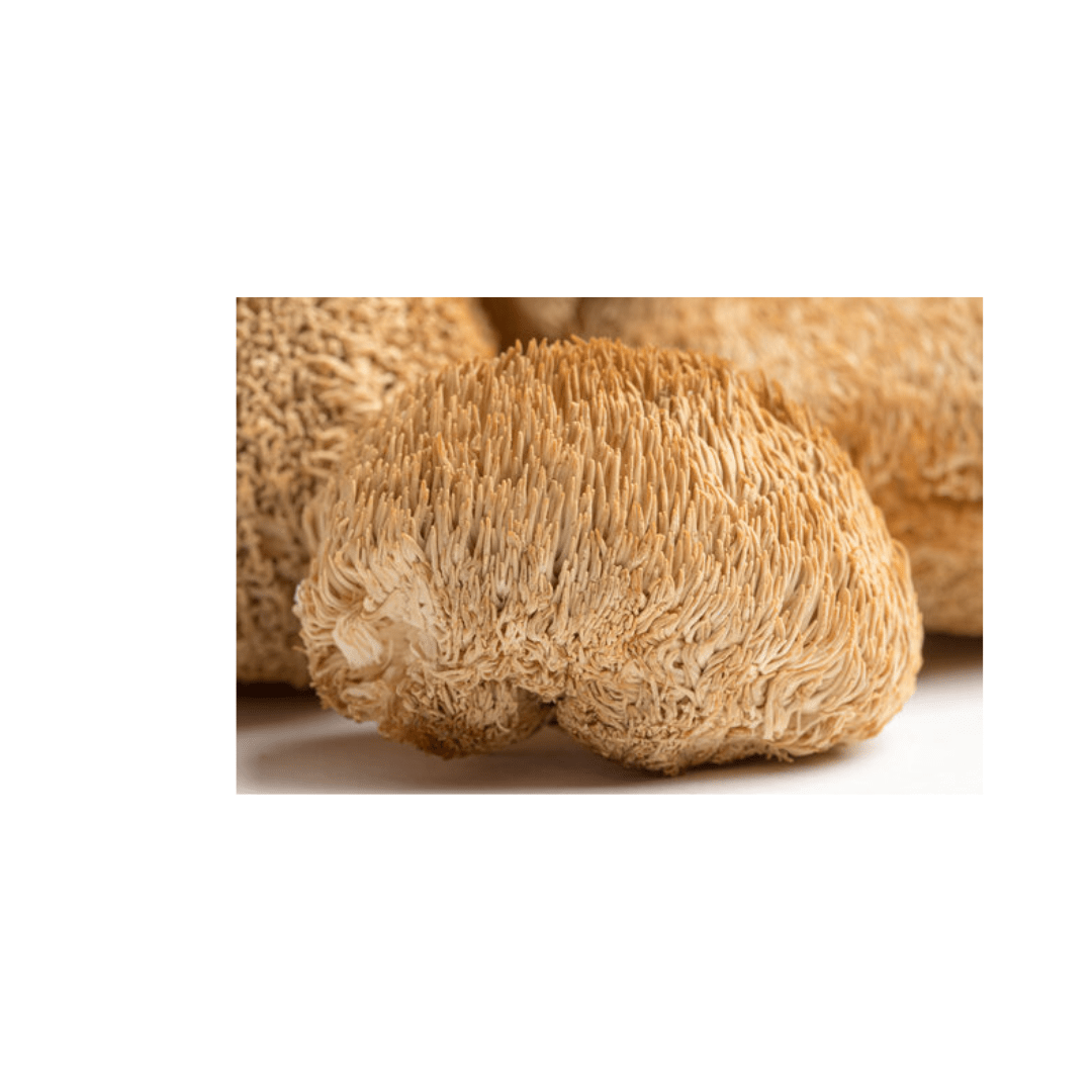 Lion’s Mane Lion's Mane
