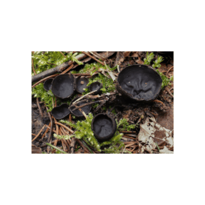 Black Fungus