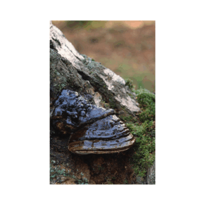 Black Hoof